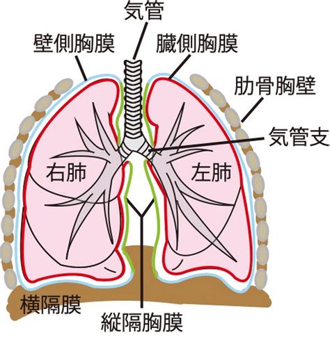 肺 位置|呼吸器の解剖 